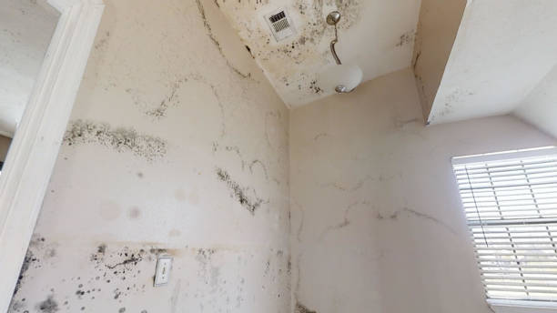 Best Mold Odor Removal Services  in Baltic, CT