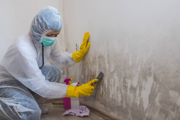 Best Mold Prevention Services  in Baltic, CT