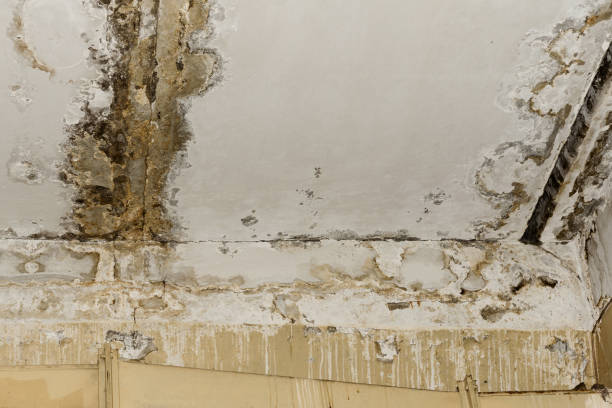 Best Crawl Space Mold Remediation  in Baltic, CT