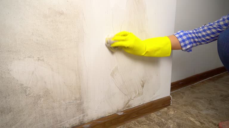 Best Industrial Mold Remediation  in Baltic, CT