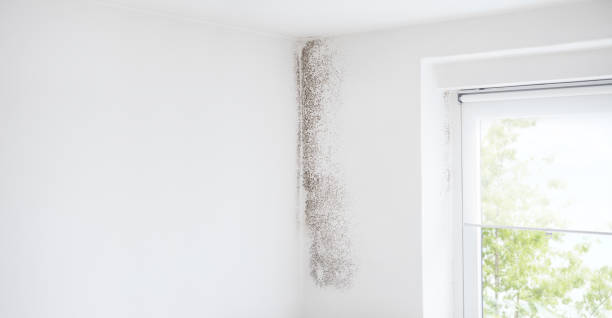 Best Air Quality Testing for Mold Spores  in Baltic, CT
