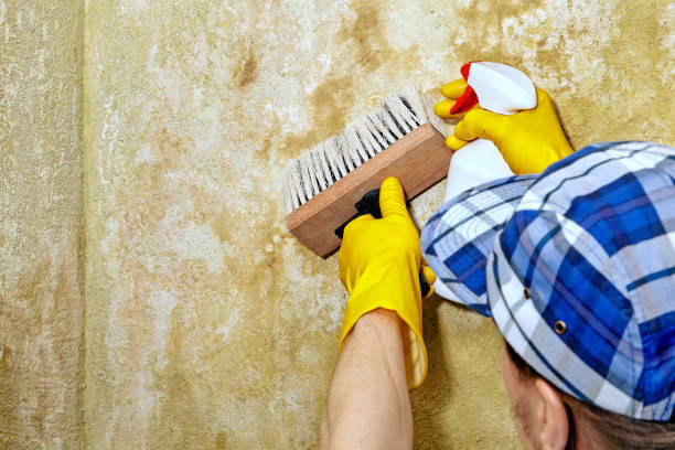 Forensic Mold Investigation in Baltic, CT