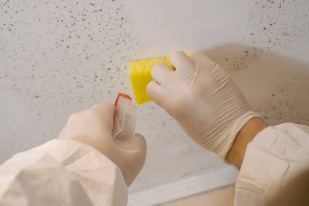 Best Basement Mold Removal  in Baltic, CT