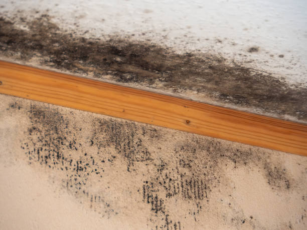 Best Commercial Mold Inspection  in Baltic, CT