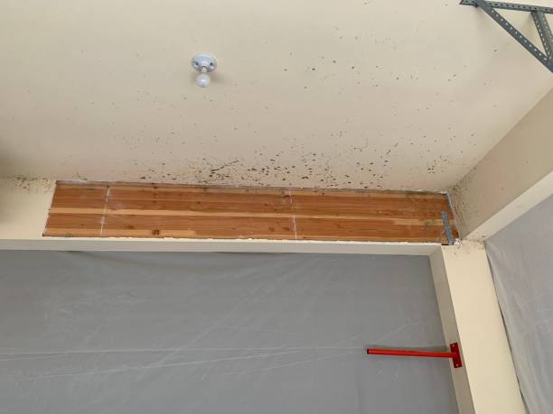 Professional Mold Removal in Baltic, CT