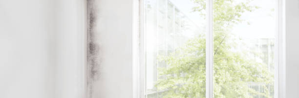 Mold Remediation for Rental Properties in Baltic, CT