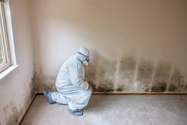 Best Emergency Mold Remediation  in Baltic, CT