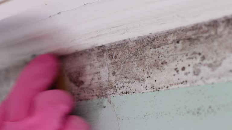 Best Mold Remediation for Healthcare Facilities  in Baltic, CT